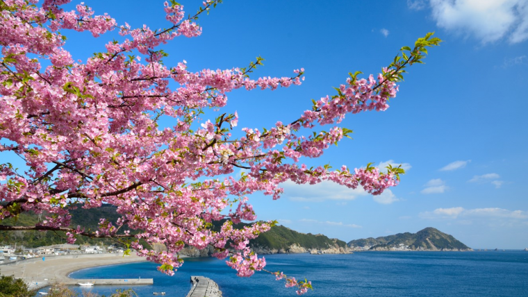 大分県津久見市 ふるさと納税で味わう 甘夏 発祥地のみかんや海産物 ふるさと納税ガイド