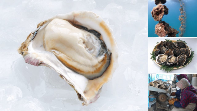 旬の岩牡蠣が人気！ 島根県海士町のふるさと納税 | ふるさと納税 